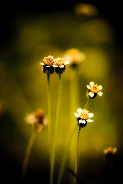 Flor de hierba vintage — Foto de Stock