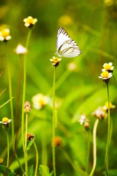 Borboleta pequena — Fotografia de Stock