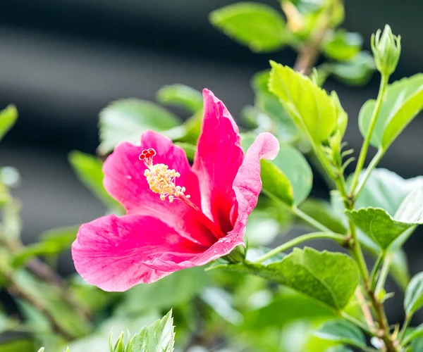 Flor rosa de hibisco. — Foto de Stock