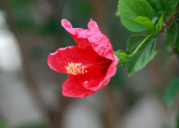 Flor de hibisco rojo. — Foto de Stock