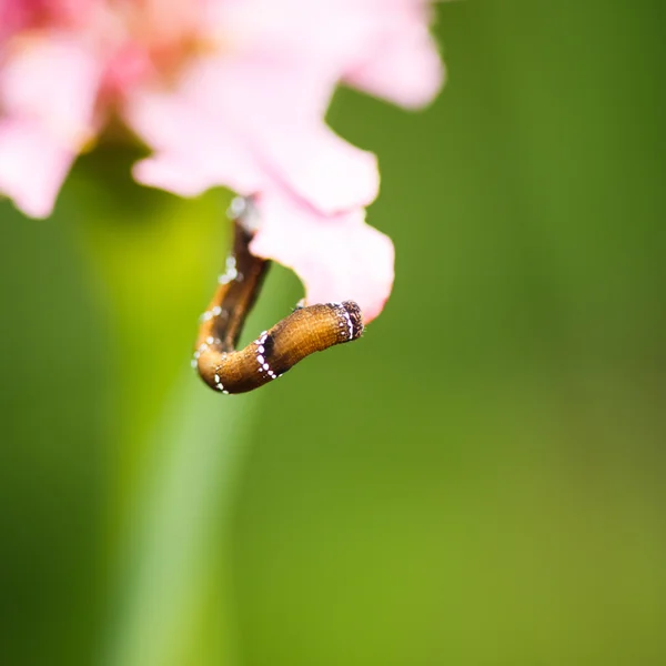 Gąsienice, Larwa motyla — Zdjęcie stockowe