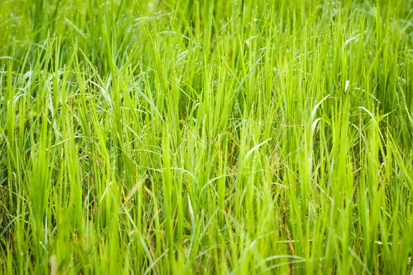 Vihreä ruoho — kuvapankkivalokuva
