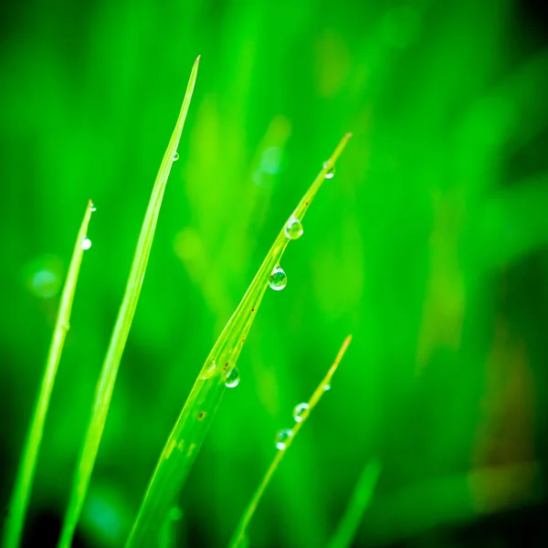 Water drops — Stock Photo, Image