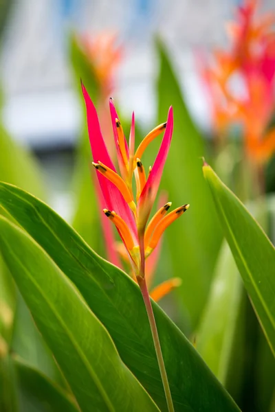 Paradijsvogel bloemen — Stockfoto