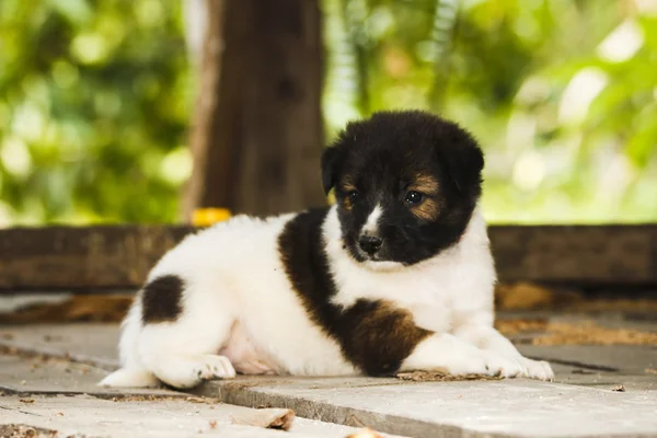 Dog.Bangkaew — Foto de Stock