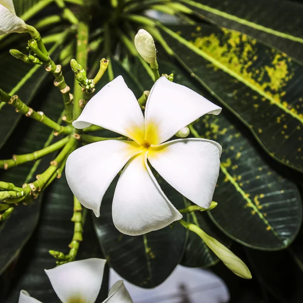 Frangipani-Blüte — Stockfoto