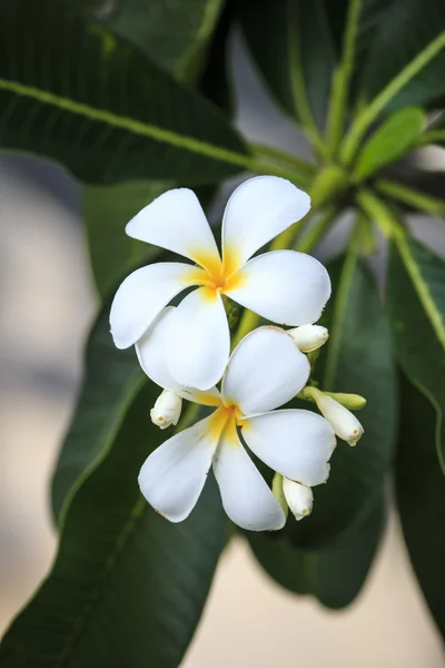 Frangipani blomma — Stockfoto