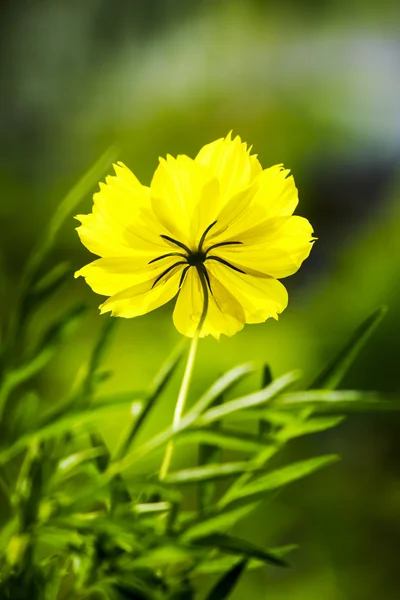 Kosmosblume. — Stockfoto