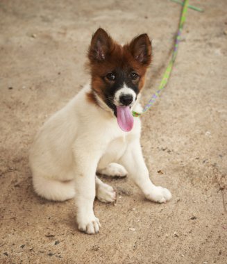 köpek. Bangkaew