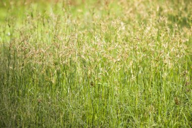 çimen çiçekler, fındık ot, Cocograss
