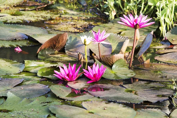 Lotus çiçekleri. — Stok fotoğraf