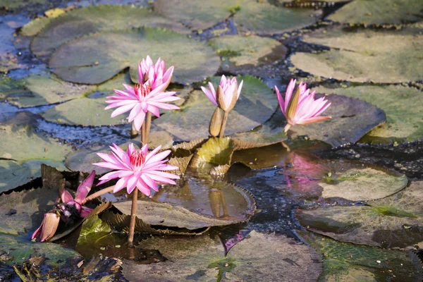 Lotus çiçekleri. — Stok fotoğraf