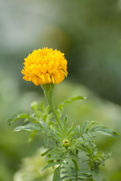 Flor de caléndula — Foto de Stock