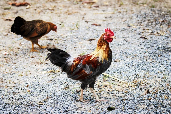 Cock — Stock Photo, Image