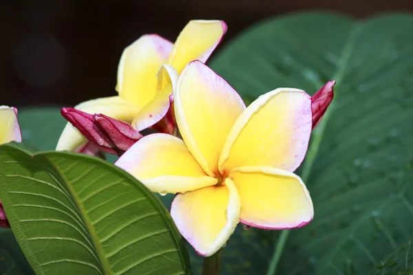 Frangipani çiçek — Stok fotoğraf