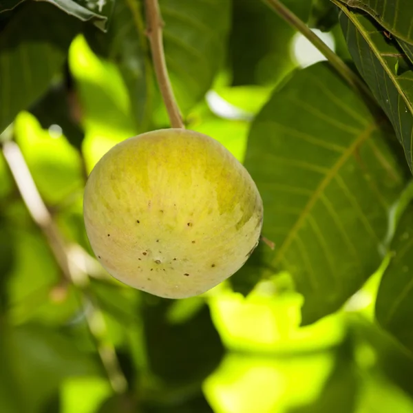 Santol fruit. — Stock Photo, Image