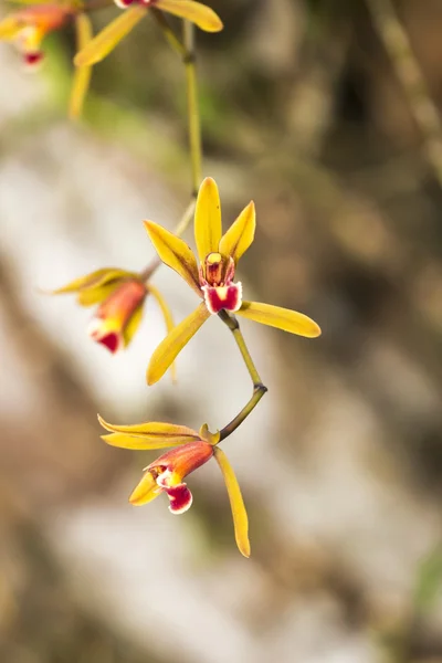 Orchidée — Photo