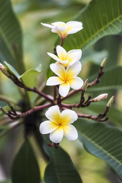 Flores de Frangipani — Fotografia de Stock