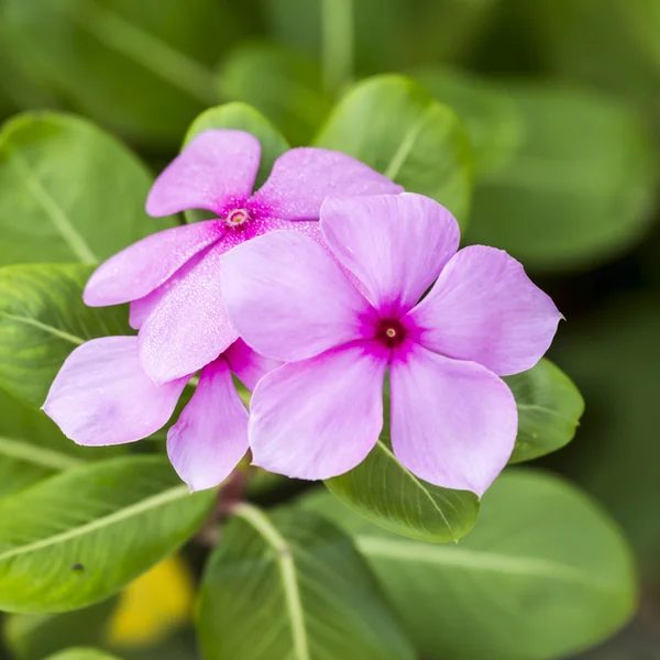 Flor del Cabo Periwinkle —  Fotos de Stock