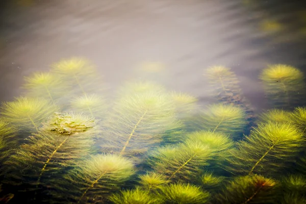 Water onkruid — Stockfoto