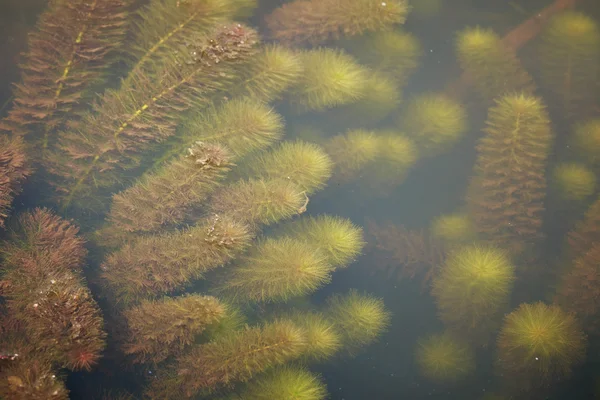 Water onkruid — Stockfoto