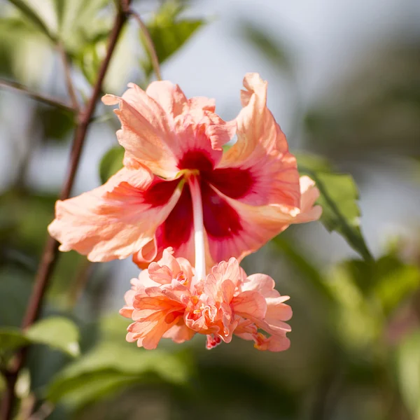 Hibiscus flower. — Stock Photo, Image