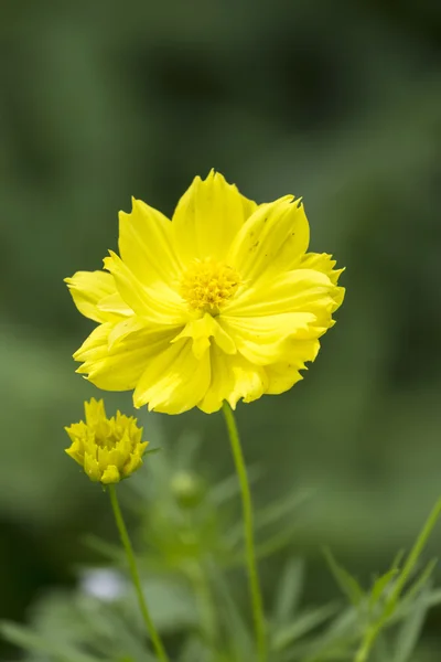 宇宙花. — 图库照片