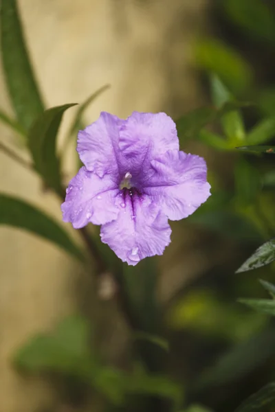 Paarse bloemen — Stockfoto