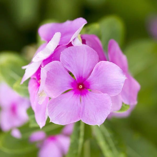 Cape Periwinkle flower — Stock Photo, Image