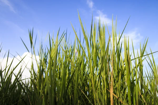 Erba verde — Foto Stock