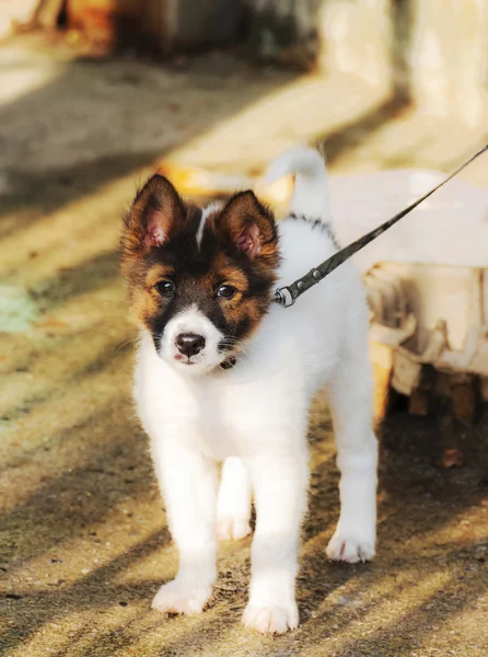 Cane. Bangkaew — Foto Stock