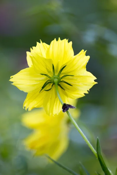 Kosmosblume. — Stockfoto