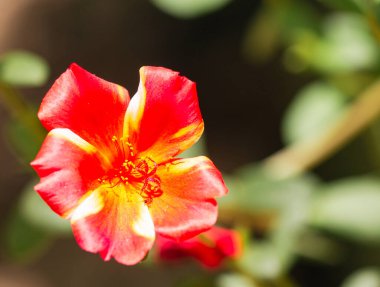 Flowers of common purslane  are beautiful red color.