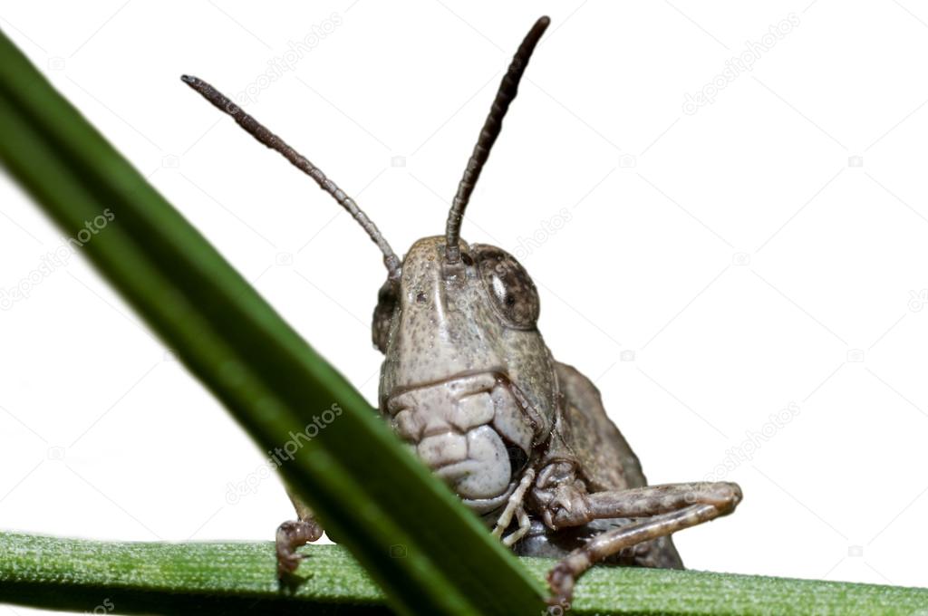 Grasshopper close up on white