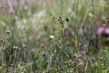 Yaz tarlasında açan kır çiçekleri.