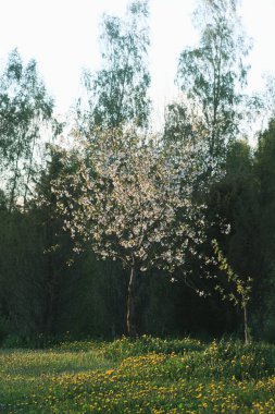 Bahar tarlasında yabani kiraz ağacı açıyor. Sarı karahindiba çiçekleri. Dikey manzara