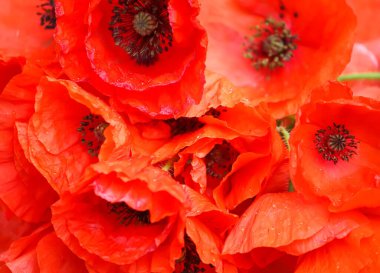 Güneş ışığında kırmızı haşhaş çiçekleri