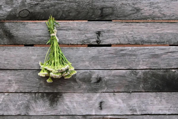 Freshly Picked Medical Herbs Hanging Wooden Wall Outdoors Yarrow Plant — Stock Photo, Image