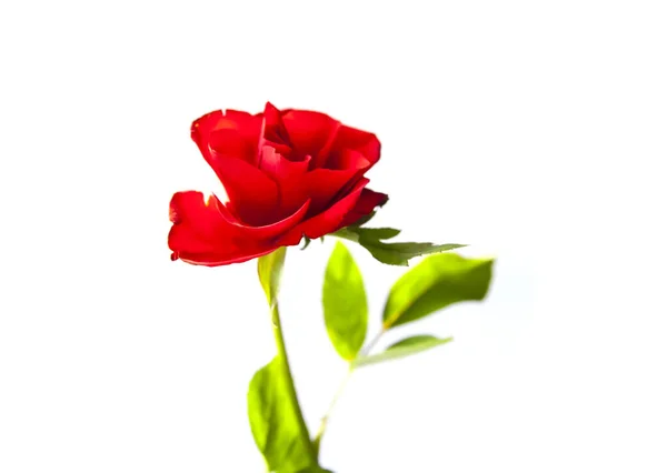 Rosa Rossa Sfondo Bianco — Foto Stock