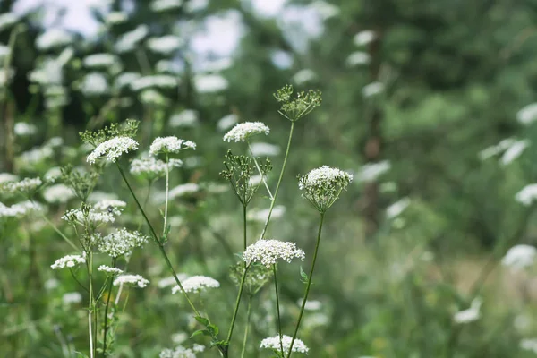 Aegopodium Podagraria Pianta Con Fiori Bianchi Goutweed Sambuco Terra Neve — Foto Stock