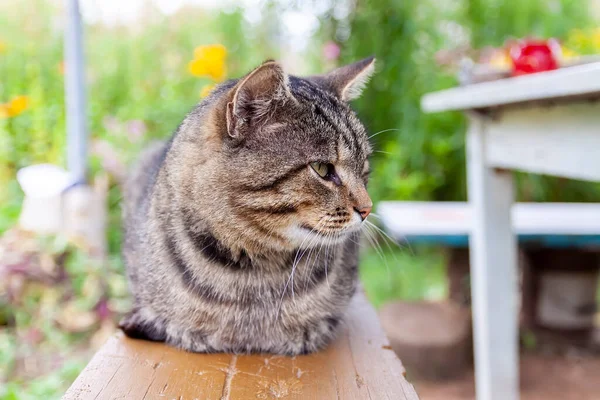 Striped Piękny Kot Siedzi Ławce Gorący Letni Dzień — Zdjęcie stockowe