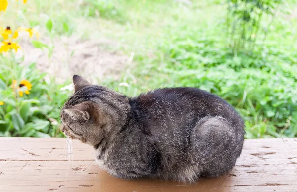 Listrado Lindo Gato Sentado Banco Dia Quente Verão — Fotografia de Stock