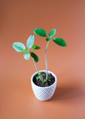 Kalanchoe bitkisi kil çömlekte yetişiyor. Tıbbi bitki..