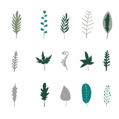 Vektör elementleri. Orman ve bahçe bitkilerinin farklı yeşil yaprakları..