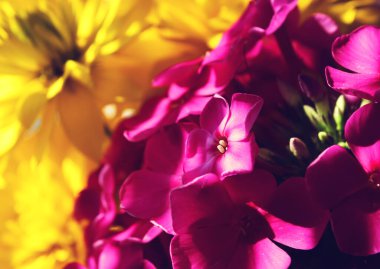 Beyaz Zambak çiçeği yakın çekim. 