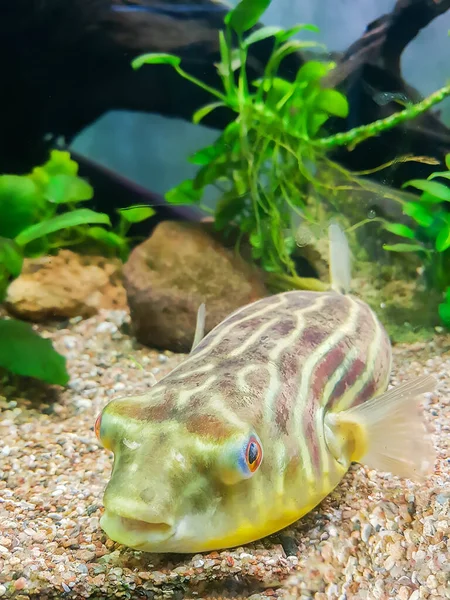 エキゾチックな面白い水族館の魚 — ストック写真