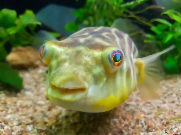 Exotische Grappige Aquariumvissen — Stockfoto