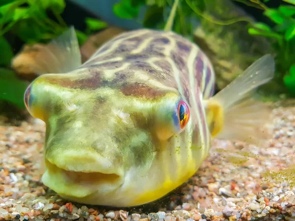 Exotic Funny Aquarium Fish — Stock Photo, Image