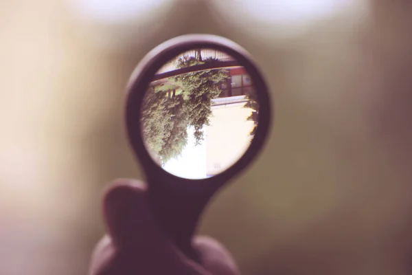 Blick Tannenbäume Spiegel — Stockfoto