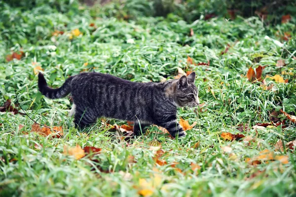 Bahçedeki Sevimli Kedi — Stok fotoğraf